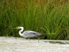 2018-06-16-Vierzon (34)